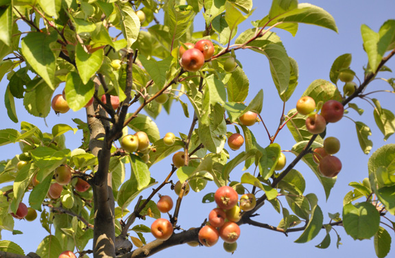 Dachterrassen S - Apfelbaum - Ausschnitt