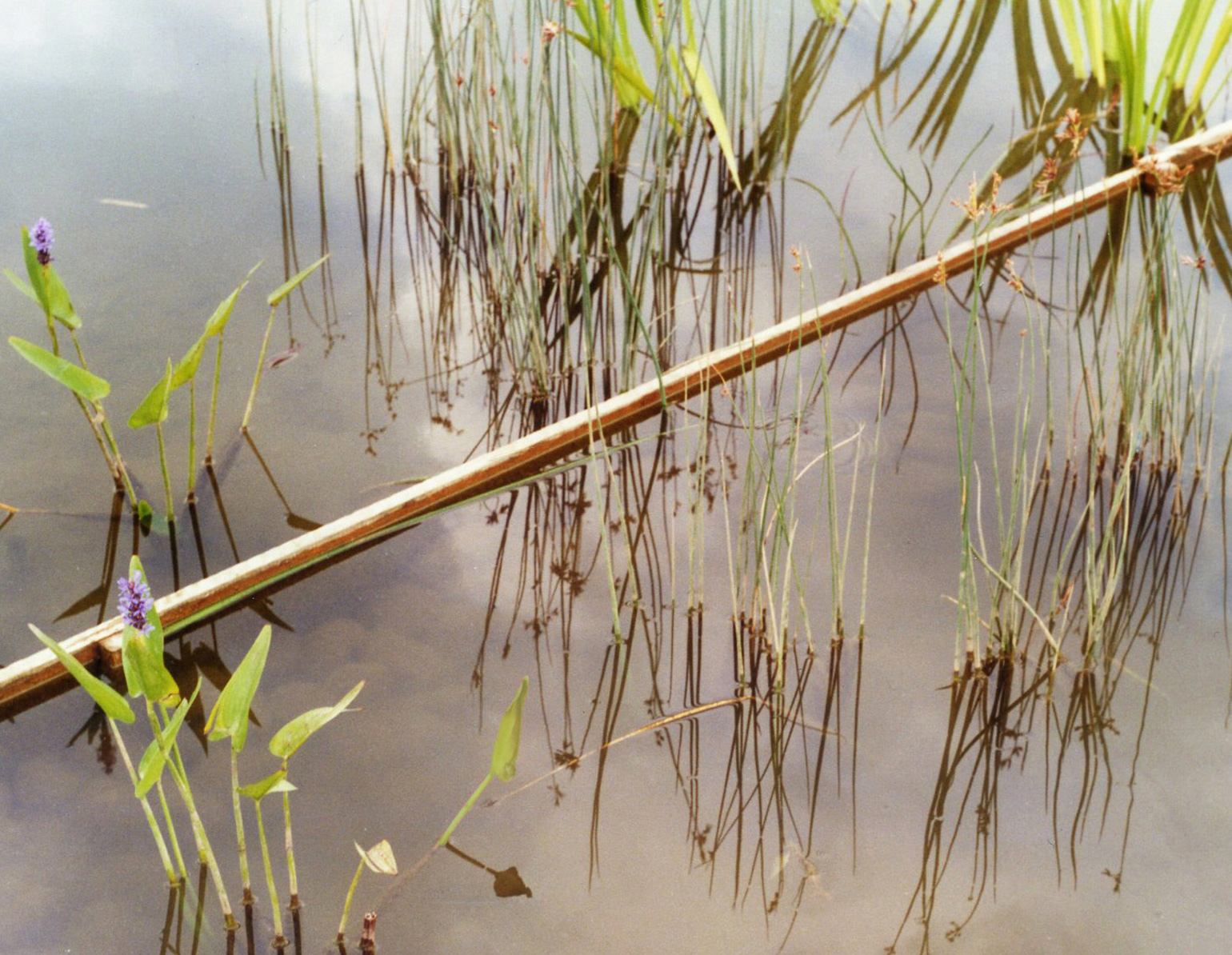 Wasserfläche mit Schilf